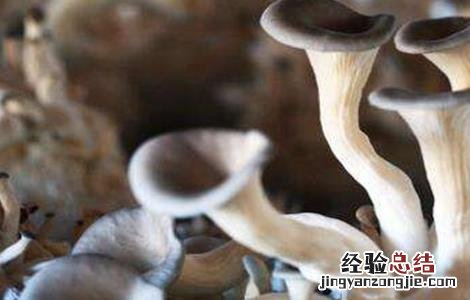 平菇幼菇死亡原因及防治方法 幼菇大量死亡的原因
