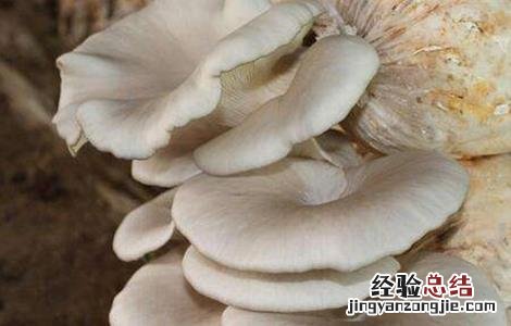 平菇幼菇死亡原因及防治方法 幼菇大量死亡的原因