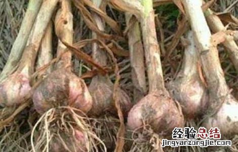 大蒜的留种技巧 大蒜的留种技巧和方法