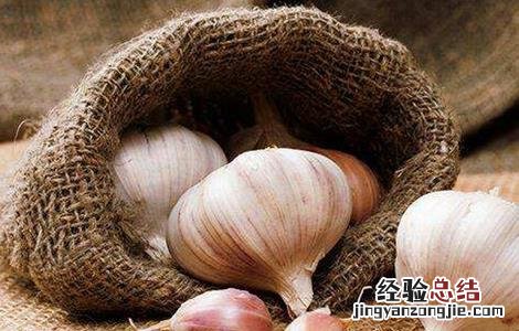 大蒜的留种技巧 大蒜的留种技巧和方法