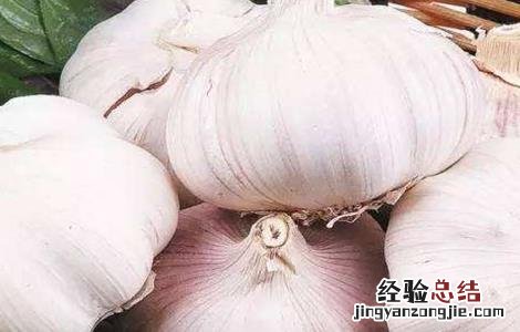 大蒜的留种技巧 大蒜的留种技巧和方法