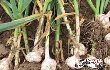 大蒜的留种技巧 大蒜的留种技巧和方法