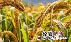 黍是什么 黍是什么粮食