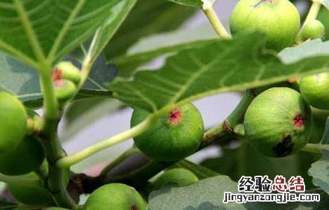 中国无花果产地有哪些 中国无花果产地有哪些?