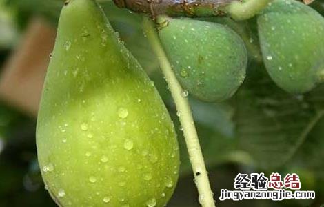 中国无花果产地有哪些 中国无花果产地有哪些?