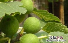 中国无花果产地有哪些 中国无花果产地有哪些?
