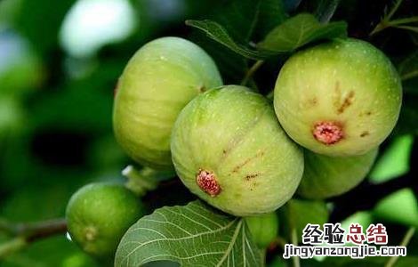 中国无花果产地有哪些 中国无花果产地有哪些?