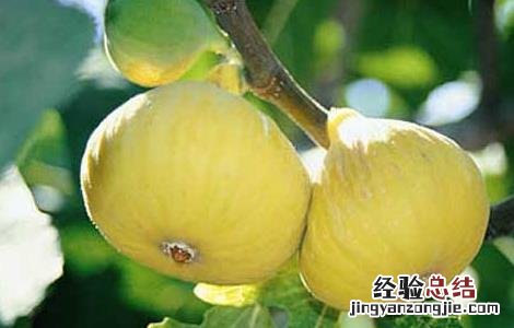 中国无花果产地有哪些 中国无花果产地有哪些?