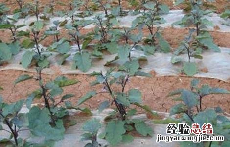 茄子苗期管理技术论文 茄子苗期管理技术