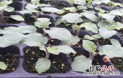 茄子苗期管理技术论文 茄子苗期管理技术