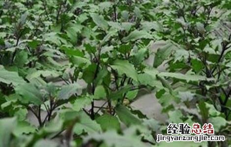 茄子苗期管理技术论文 茄子苗期管理技术