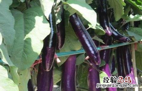 如何提高茄子产量视频 如何提高茄子产量