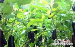 如何提高茄子产量视频 如何提高茄子产量