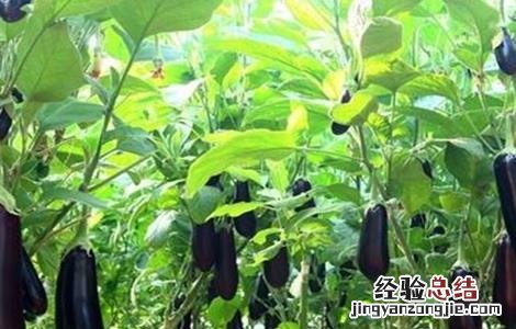 如何提高茄子产量视频 如何提高茄子产量