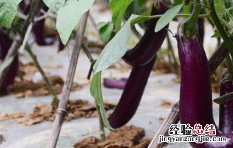如何提高茄子产量视频 如何提高茄子产量