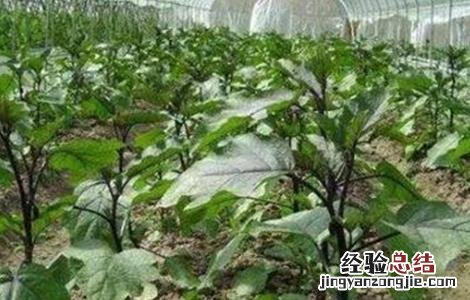 如何提高茄子产量视频 如何提高茄子产量