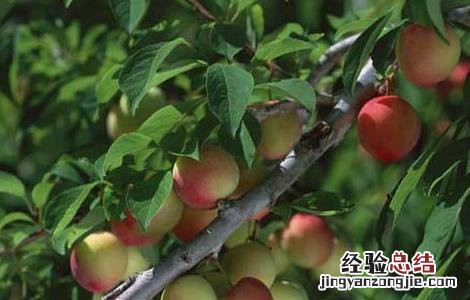 杏树修剪技术 杏树修剪技术书籍