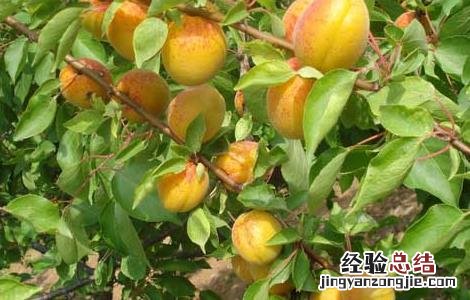杏树修剪技术 杏树修剪技术书籍