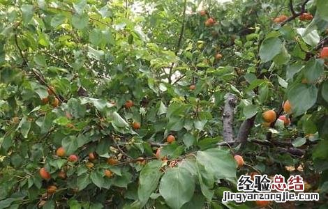杏树修剪技术 杏树修剪技术书籍