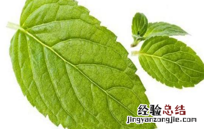 薄荷叶泡水的禁忌是什么呢 鲜薄荷叶泡水的禁忌