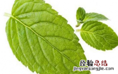 薄荷叶泡水的禁忌是什么呢 鲜薄荷叶泡水的禁忌
