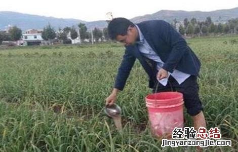 大蒜冬季施肥注意事项 大蒜冬季施肥注意事项和禁忌