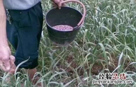 大蒜冬季施肥注意事项 大蒜冬季施肥注意事项和禁忌