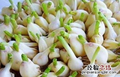 大蒜快速发芽方法 大蒜快速发芽方法图解