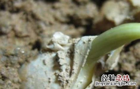 大蒜快速发芽方法 大蒜快速发芽方法图解