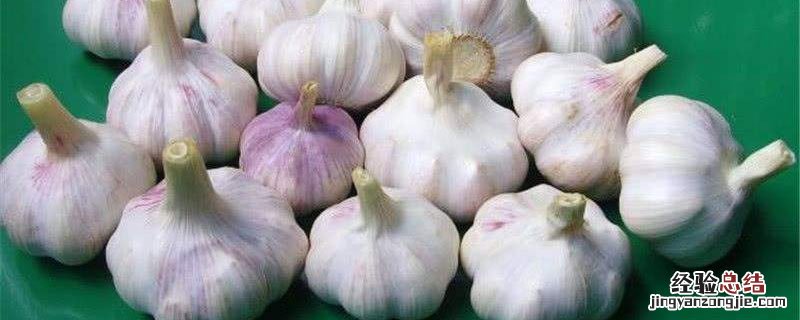 小学生怎么种大蒜 小学生怎样种大蒜