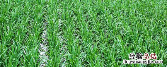 晚稻优质水稻品种 晚稻优质水稻品种排行