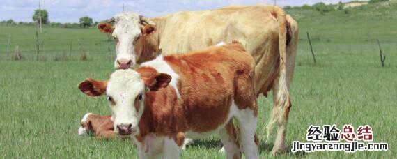 怎样看牛身体有虫 怎样看牛身体有虫子