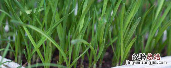 冬天种韭菜的方法 冬天韭菜怎么种植方法
