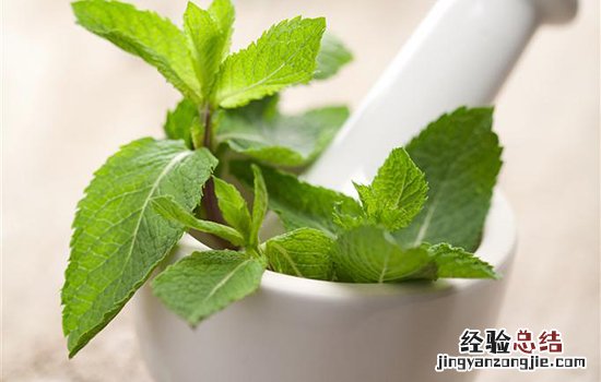 薄荷一般怎么吃 了解一下薄荷怎么吃