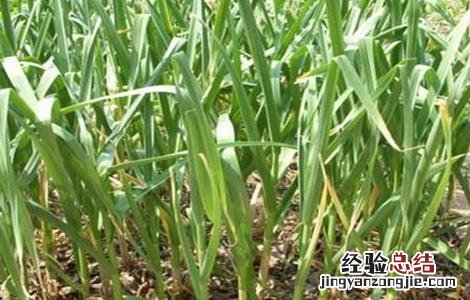 大蒜苗期管理技术 大蒜幼苗期田间管理技术