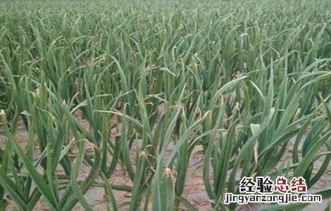 大蒜苗期管理技术 大蒜幼苗期田间管理技术