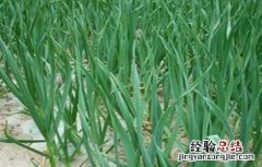 大蒜苗期管理技术 大蒜幼苗期田间管理技术