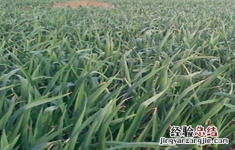 大蒜苗期管理技术 大蒜幼苗期田间管理技术