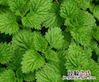 咸薄荷的功效与作用是什么呢 咸薄荷的功效和作用