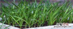 韭菜冬天怎么管理 韭菜冬天怎么管理视频