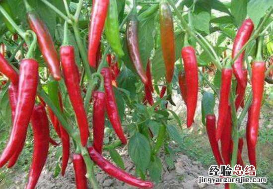 辣椒美容的功效与作用 辣椒有没有美容的效果