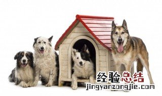 梦见狗是什么意思周公解梦女人 梦见狗是什么意思周公解梦