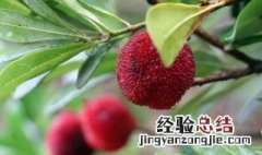 新鲜杨梅怎么做冰杨梅 冰镇野生杨梅的做法