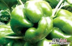 菜椒畸形果的防控措施 辣椒畸形果怎么防治