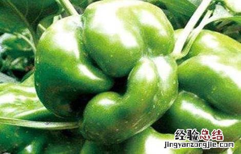 菜椒畸形果的防控措施 辣椒畸形果怎么防治