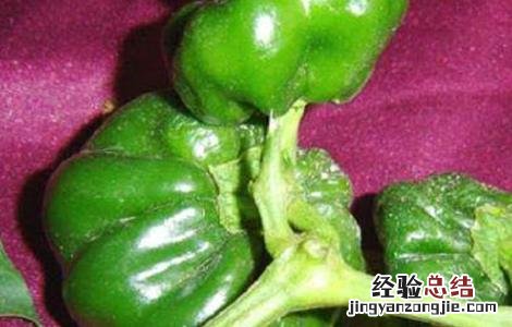 菜椒畸形果的防控措施 辣椒畸形果怎么防治