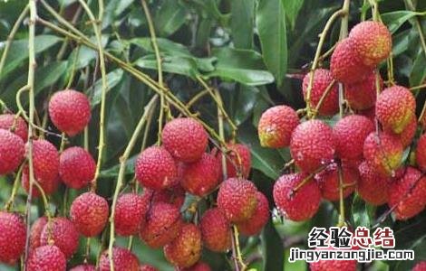 荔枝产地在哪里 福建荔枝产地在哪里