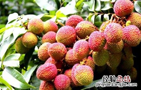 荔枝产地在哪里 福建荔枝产地在哪里