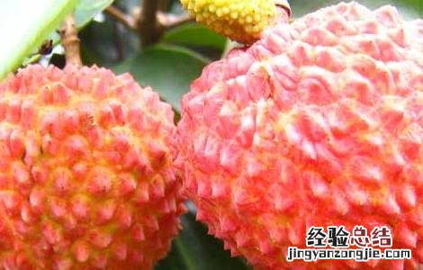 荔枝产地在哪里 福建荔枝产地在哪里