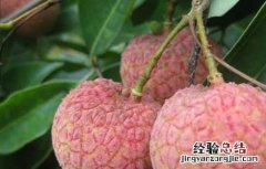 荔枝产地在哪里 福建荔枝产地在哪里